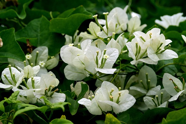 九重葛白花自然