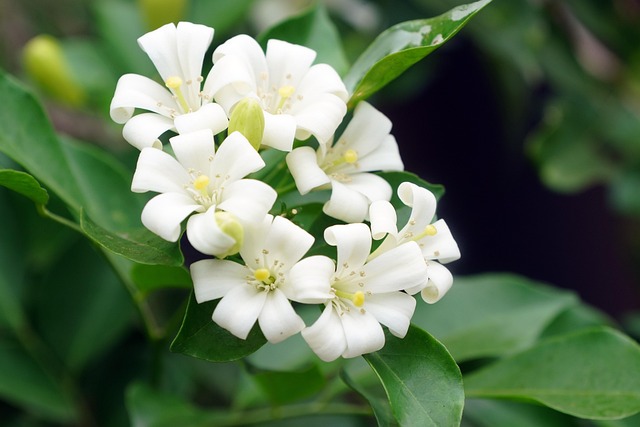 橙色茉莉花植物