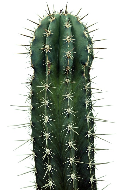 仙人掌自然植物花园