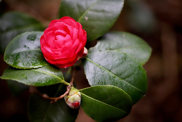 山茶花花蕾