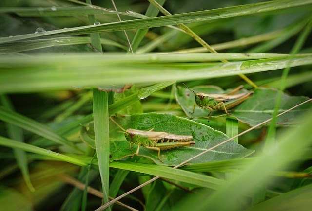 蚱蜢昆虫绿蝠鲼