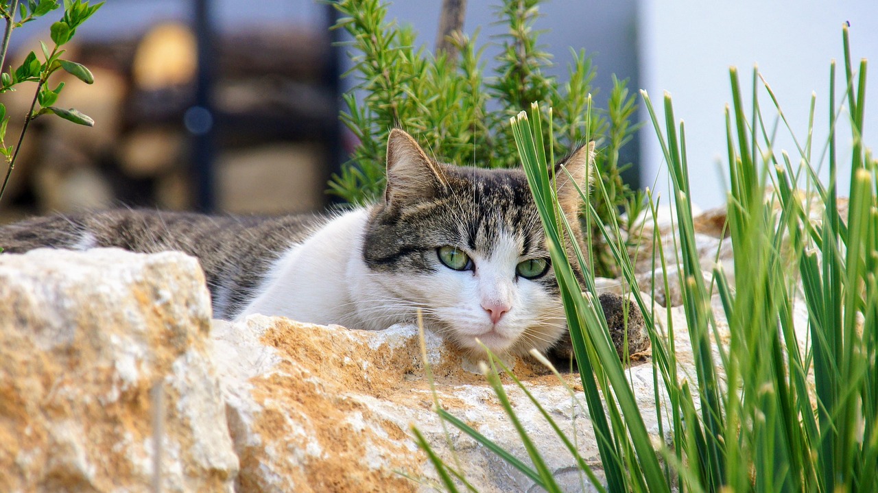 猫花园猫眼睛猫小猫