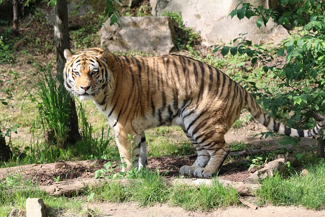 虎猫捕食者动物园野猫