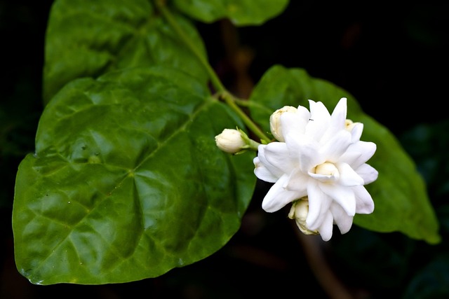 茉莉花花瓣芽区系