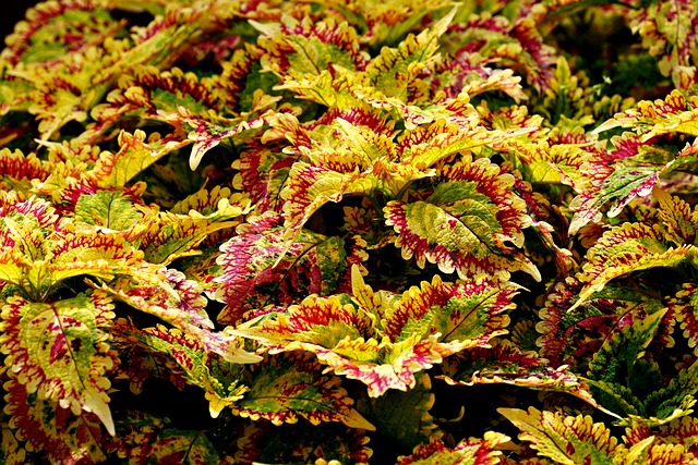 植物叶鞘植物区系植物学