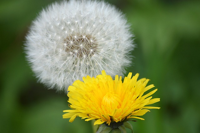 蒲公英蒲公英绒毛