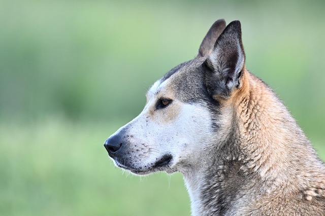 动物狗犬科动物哺乳动物
