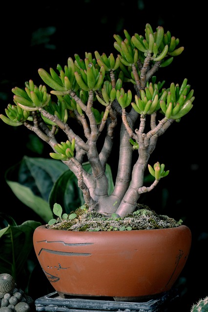 多肉植物欣赏