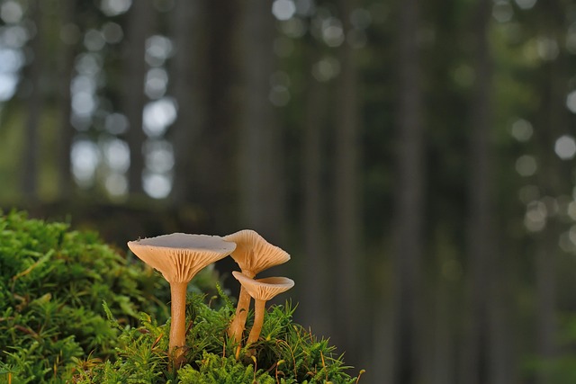 层状蘑菇苔藓林