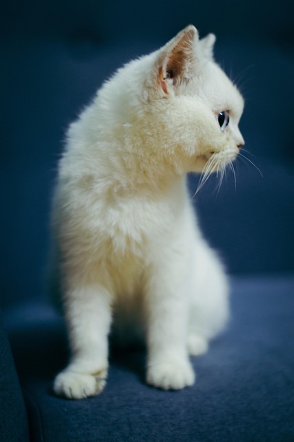 猫小猫宠物小猫白猫