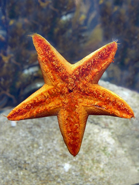 海星棘皮动物自然海