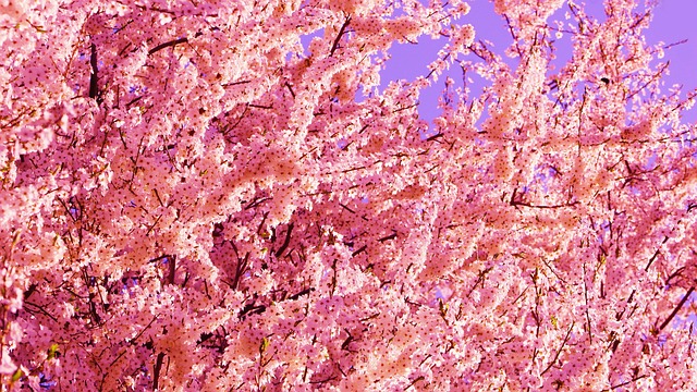 花瓣树开花
