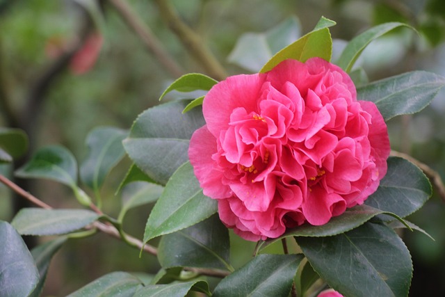 花朵红花杜鹃自然