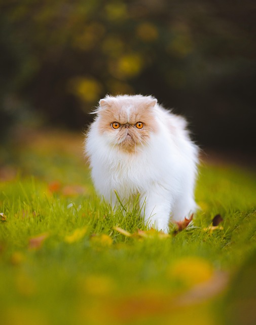 猫宠物猫小猫波斯