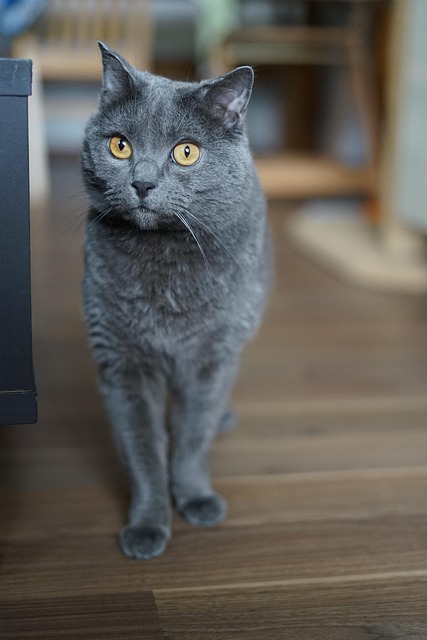 查特鲁猫宠物猫科动物