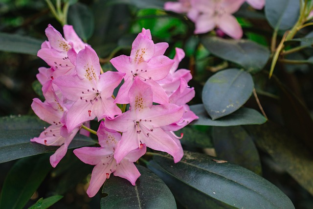 杜鹃花种粉红色的花