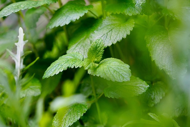 香草香膏柠檬香膏新鲜叶子