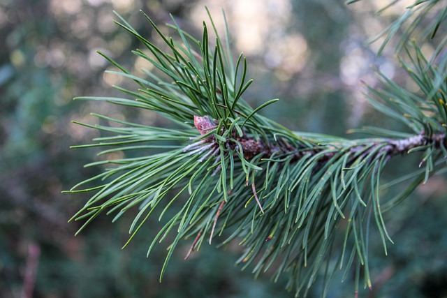纹理云杉圣诞树