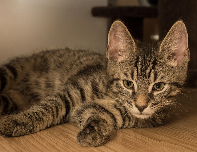 欧洲短毛猫比赛