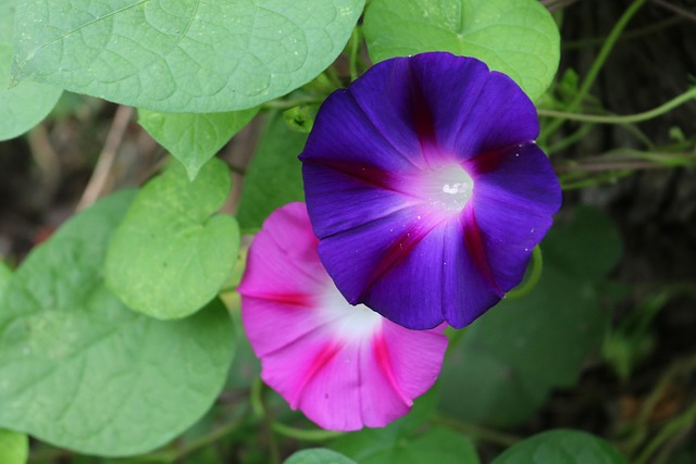 牵牛花植物花瓣