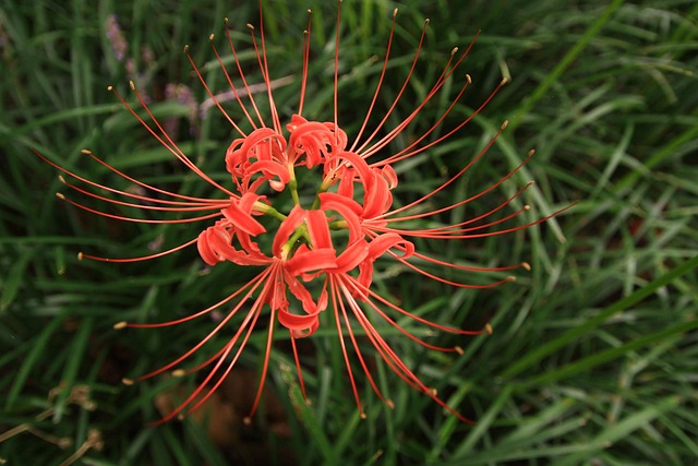 石山花仿