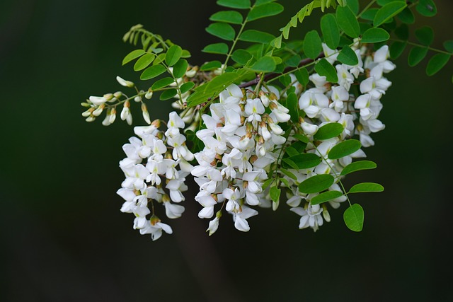 金合欢野花