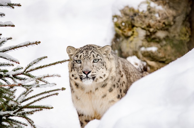 雪豹豹大猫雪