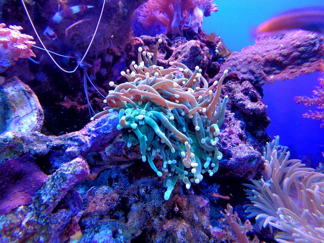 珊瑚海葵珊瑚礁水族馆