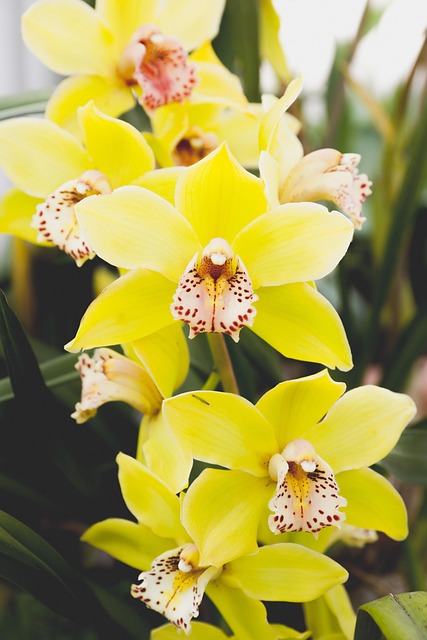 自然花卉公园植物开花