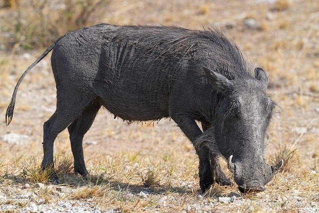 动物哺乳动物疣猪