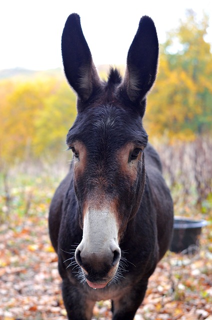 驴动物头自然骡子