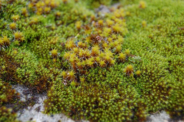 苔藓植物生长水分植物