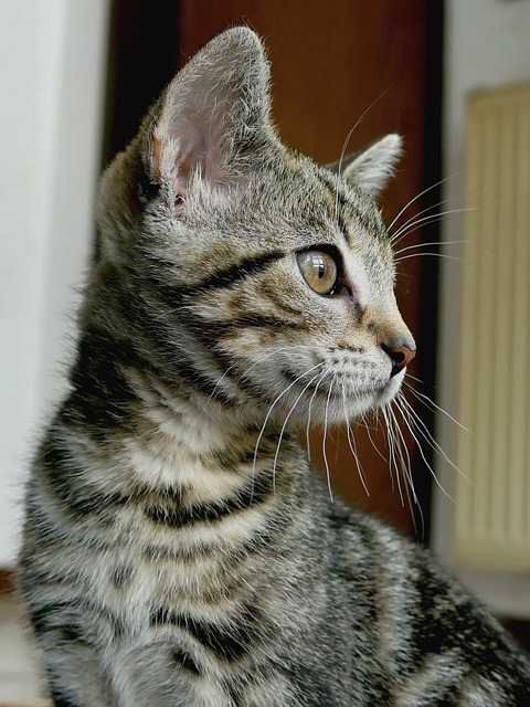 小猫小猫家猫