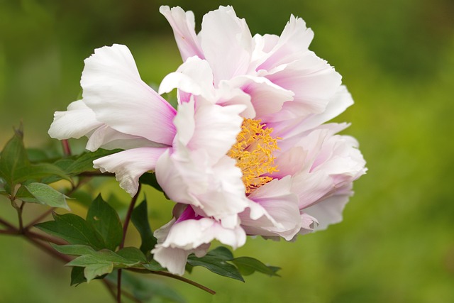 粉黄色春花大丽花