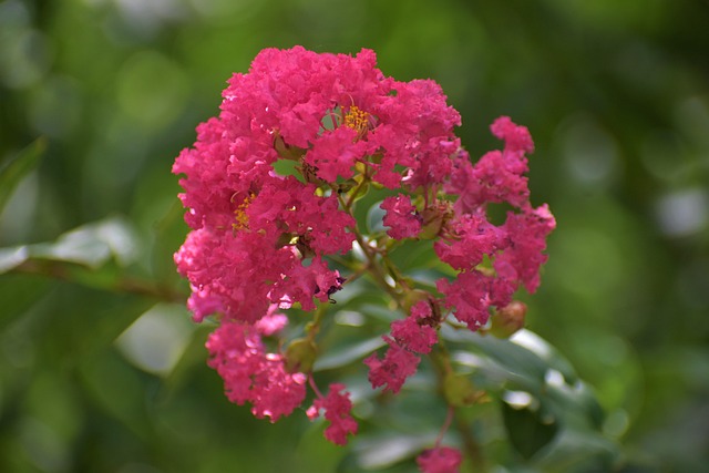 花园花坛草坪