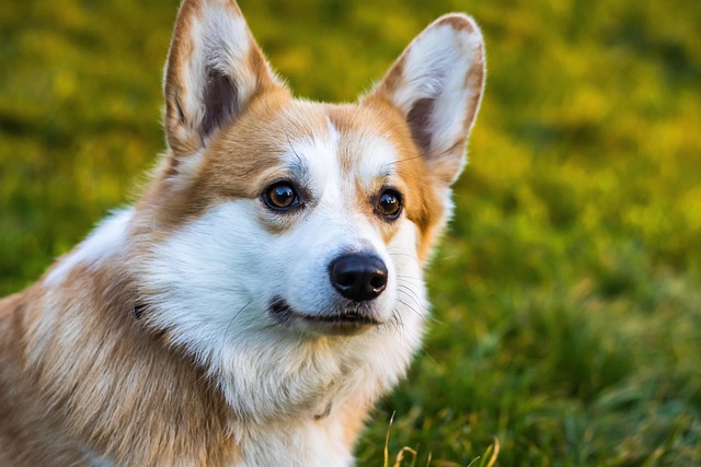 彭布罗克威尔士柯基犬草