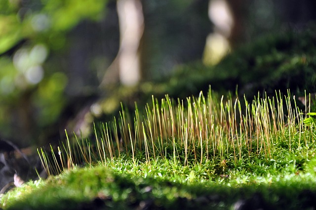 草本植物森林自然树木