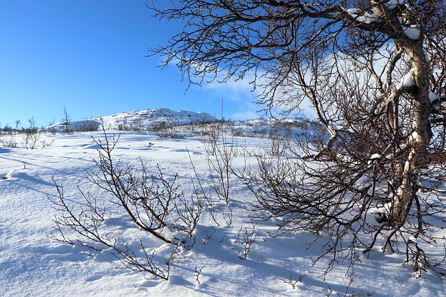 挪威雪冬季景观冬季