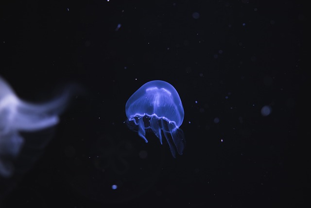 深水水母
