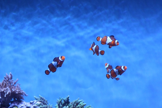 水族馆水下海水