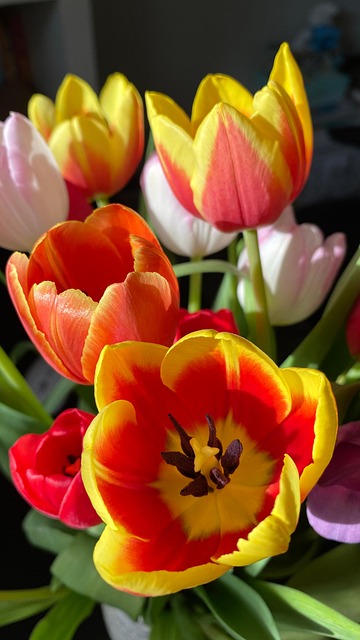 郁金香花束春天