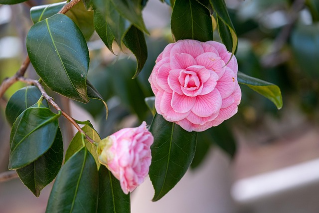 花树叶植物林