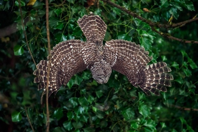 猫头鹰鸟潜水飞常春藤翅膀