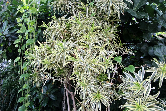 室内绿藻植物