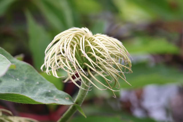 铁线莲攀缘植物性质