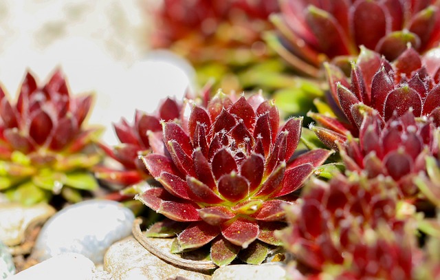 韭菜肉质植物sempervivum