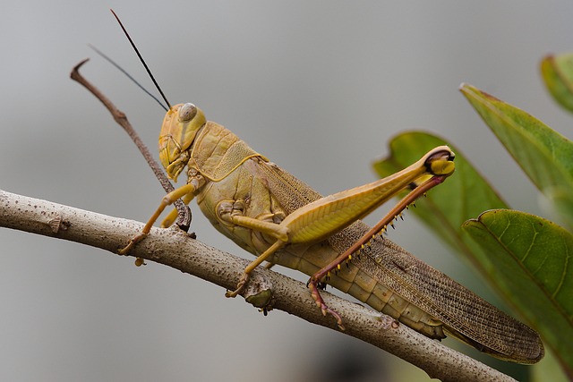 蚱蜢昆虫自然动物