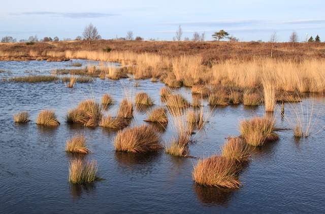 景观植物自然海草