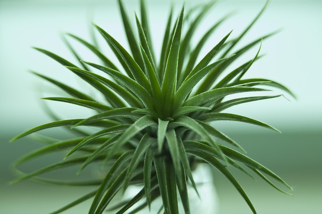肉质绿花植物情感