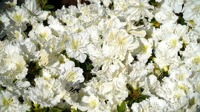 花白春花盛开